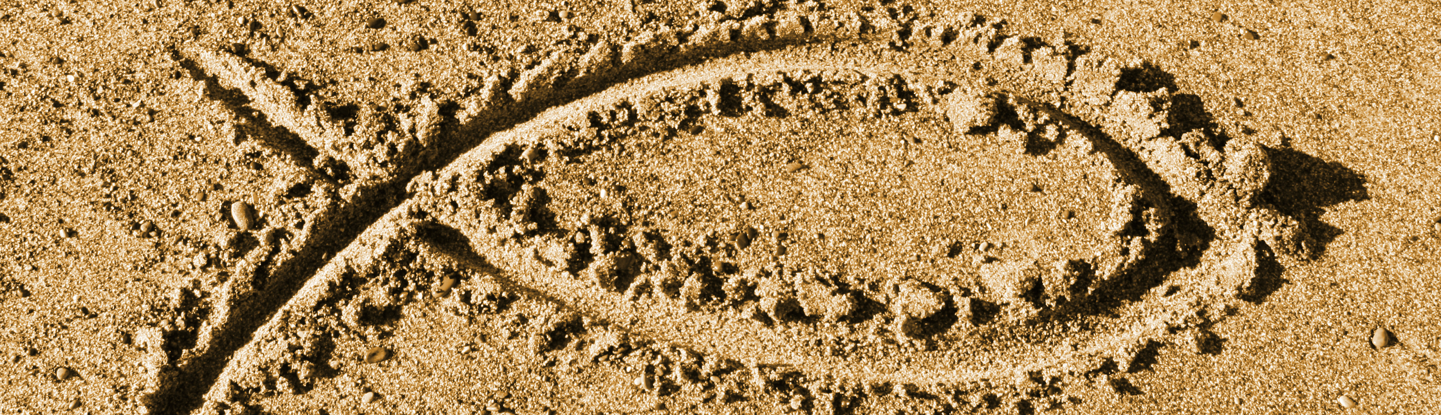 sandfish-1280x830